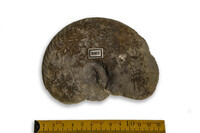 F 02007
<br/>
<br/>
<em></em>